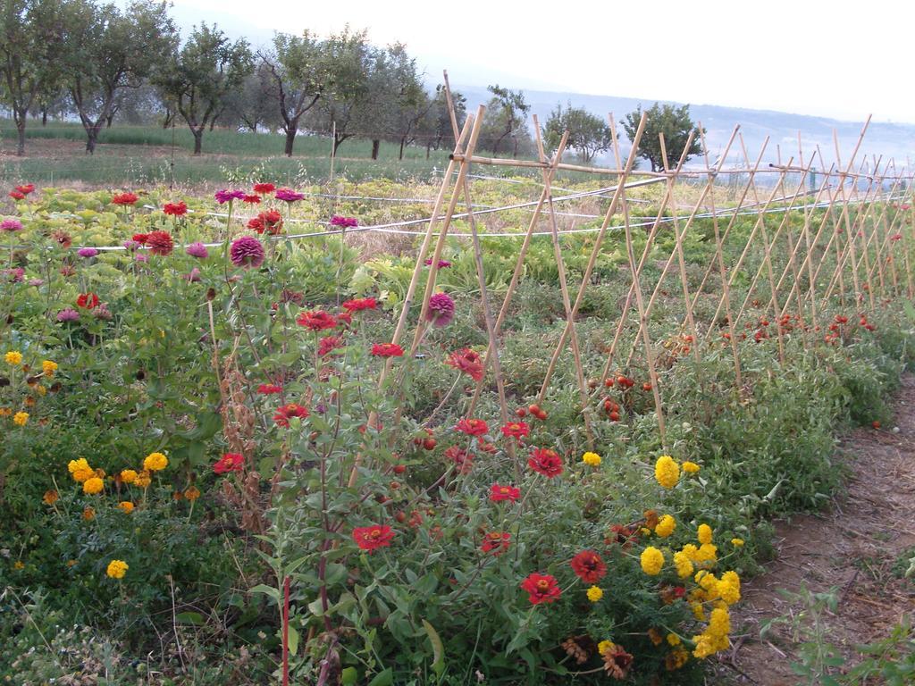 Agriturismo Papageno Rignano sull'Arno Buitenkant foto